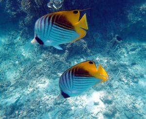 シュノーケリングのイメージ